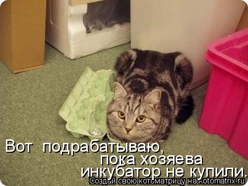 Котоматрица: Вот  подрабатываю,  пока хозяева   инкубатор не купили.