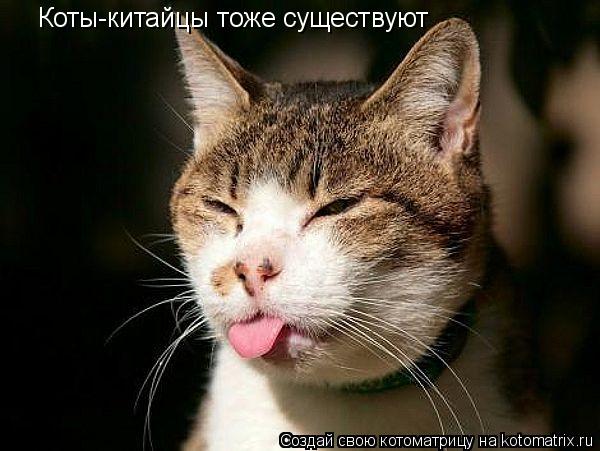 Котоматрица: Коты-китайцы тоже существуют