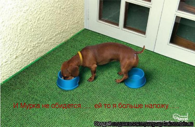 Котоматрица: И Мурка не обидется...... ей то я больше наложу......