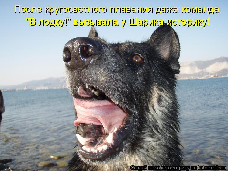 Котоматрица: После кругосветного плавания даже команда "В лодку!" вызывала у Шарика истерику!