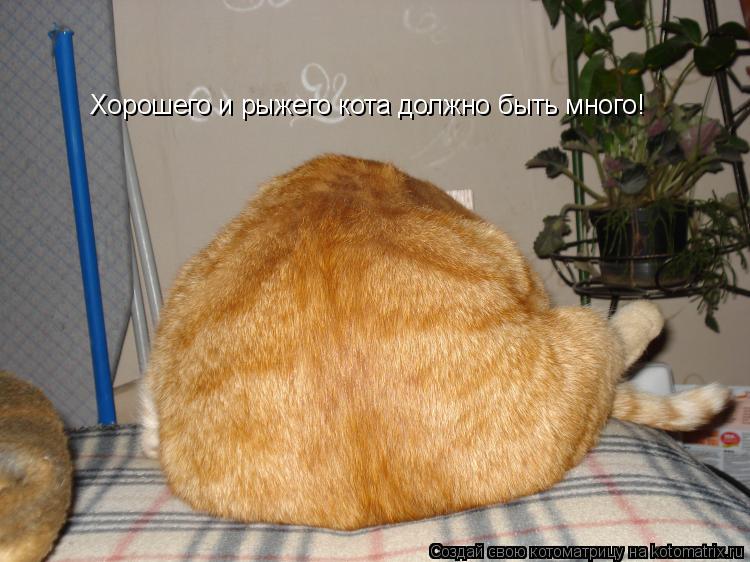 Котоматрица: Хорошего и рыжего кота должно быть много!