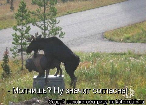 Котоматрица: - Молчишь? Ну значит согласна!