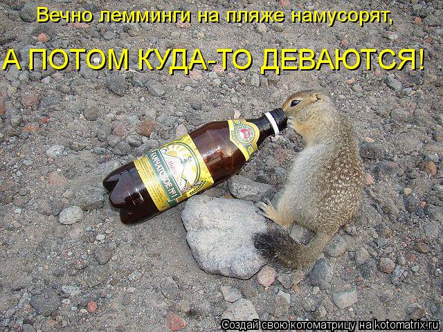 Котоматрица: Вечно лемминги на пляже намусорят,  А ПОТОМ КУДА-ТО ДЕВАЮТСЯ!