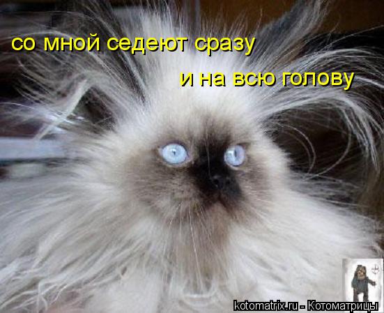 Котоматрица: со мной седеют сразу и на всю голову