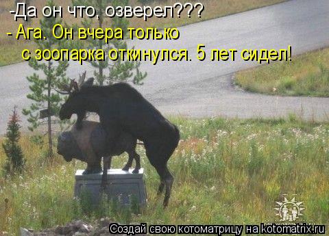 Котоматрица: -Да он что, озверел??? - Ага. Он вчера только  с зоопарка откинулся. 5 лет сидел!