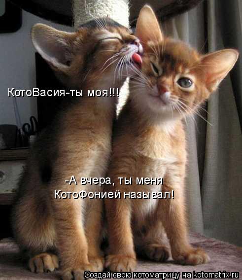 Котоматрица: КотоВасия-ты моя!!! -А вчера, ты меня  КотоФонией называл!