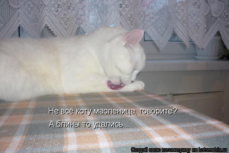 Котоматрица: Не всё коту масленица, говорите? А блины то удались...