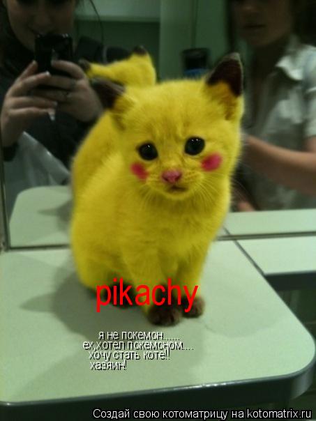 Котоматрица: pikachy я не покемон......  ех,хотел покемоном....   хочу стать коте!! хазяин!
