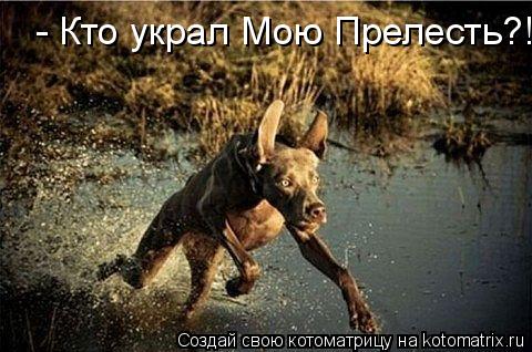 Котоматрица: - Кто украл Мою Прелесть?!