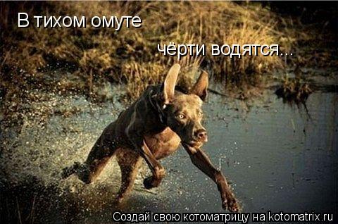 Котоматрица: В тихом омуте чёрти водятся...