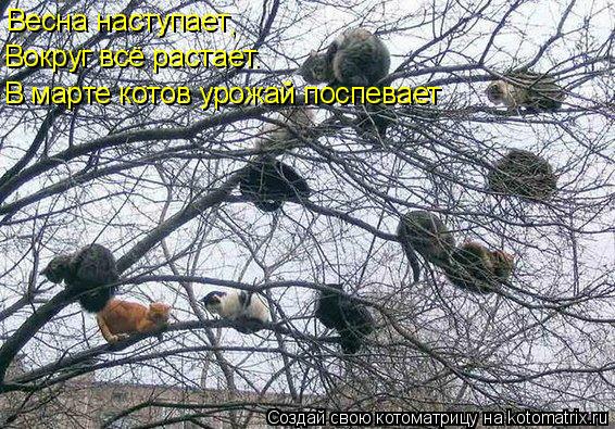 Котоматрица: Весна наступает , Вокруг всё растает. В марте котов урожай поспевает