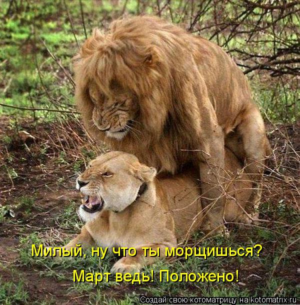 Котоматрица: Милый, ну что ты морщишься?  Март ведь! Положено!