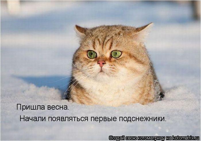 Котоматрица: Пришла весна.  Начали появляться первые подснежники.