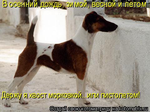 Котоматрица: В осенний дождь, зимой, весной и летом  Держу я хвост морковкой...или пистолетом!