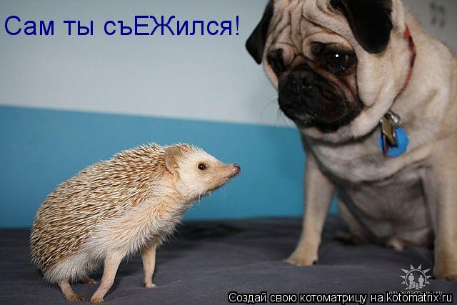 Котоматрица: Сам ты съЕЖился!