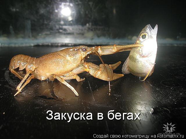 Котоматрица: Закуска в бегах