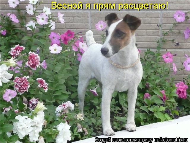 Котоматрица: Весной я прям расцветаю!