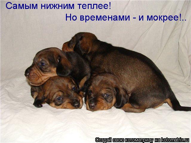 Котоматрица: Самым нижним теплее! Но временами - и мокрее!..