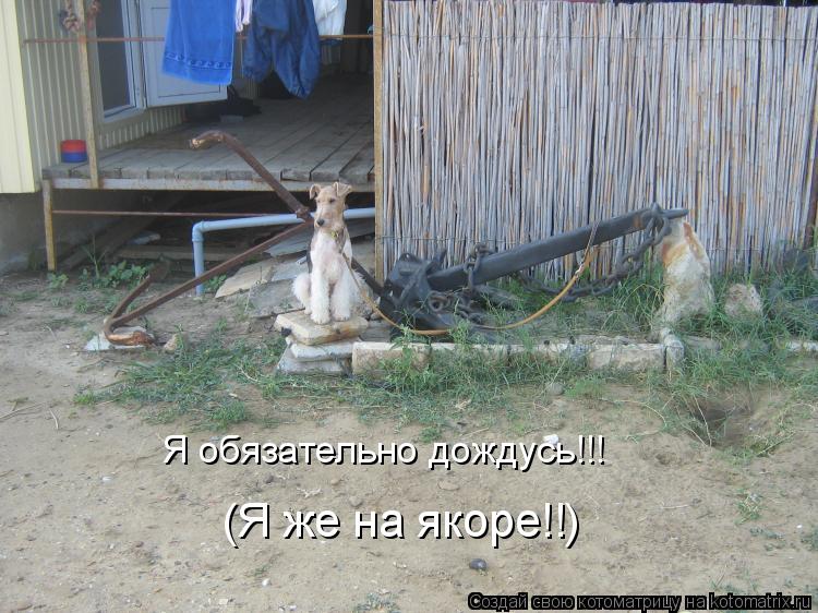 Котоматрица: Я обязательно дождусь!!! (Я же на якоре!!)