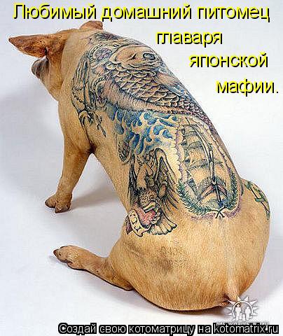Котоматрица: Любимый домашний питомец главаря  японской мафии.