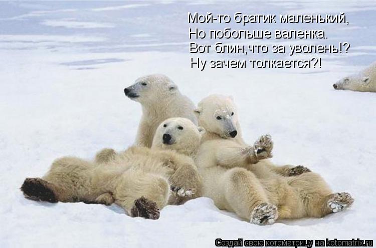 Котоматрица: Мой-то братик маленький, Но побольше валенка. Вот блин,что за уволень!? Ну зачем толкается?!