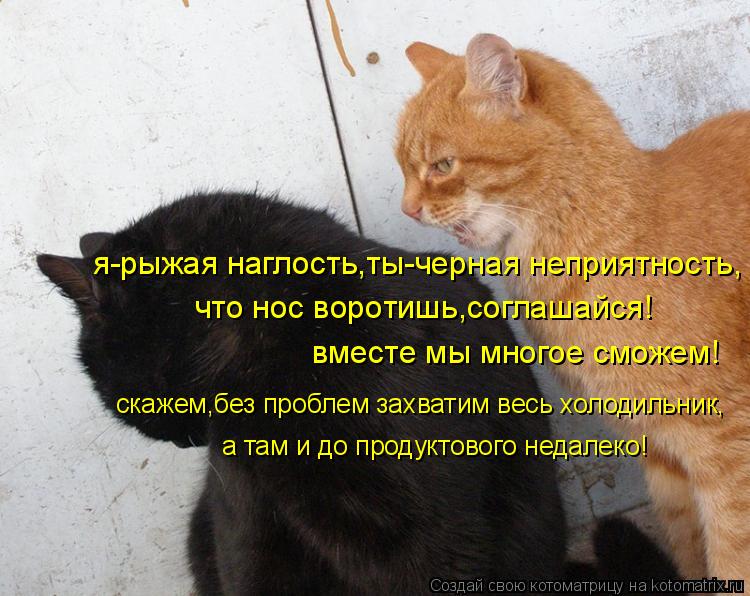 Котоматрица: вместе мы многое сможем! скажем,без проблем захватим весь холодильник, а там и до продуктового недалеко! я-рыжая наглость,ты-черная неприят