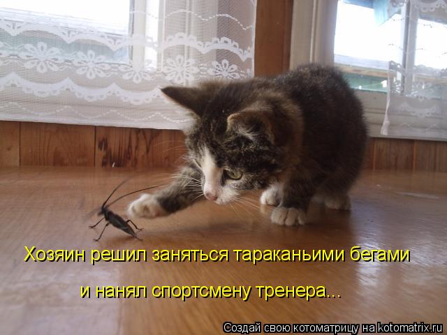 Котоматрица: Хозяин решил заняться тараканьими бегами и нанял спортсмену тренера...