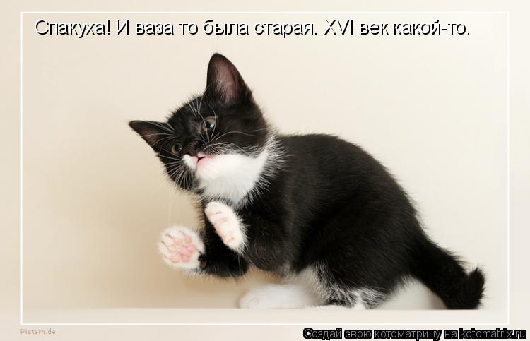 Котоматрица: Спакуха! И ваза то была старая. XVI век какой-то.