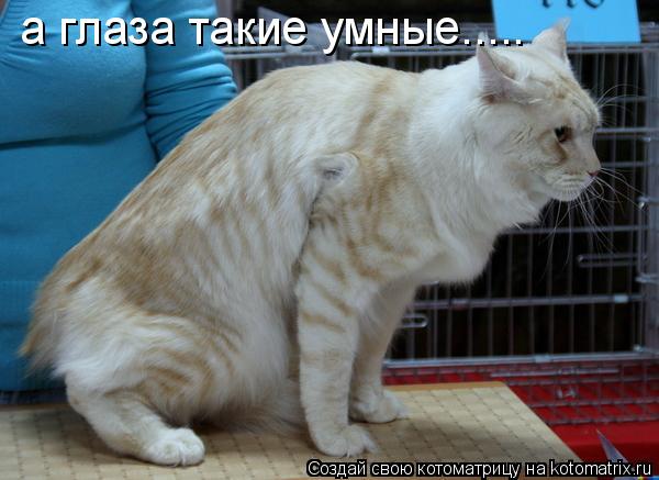 Котоматрица: а глаза такие умные.....
