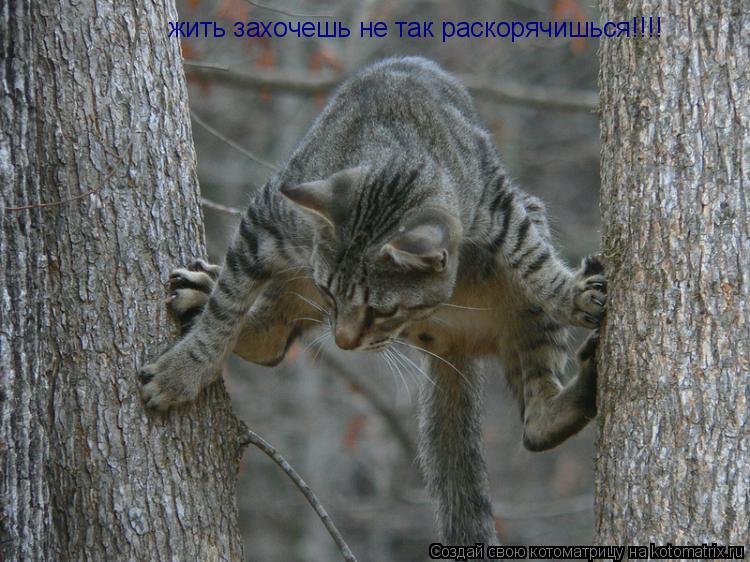 Котоматрица: жить захочешь не так раскорячишься!!!!