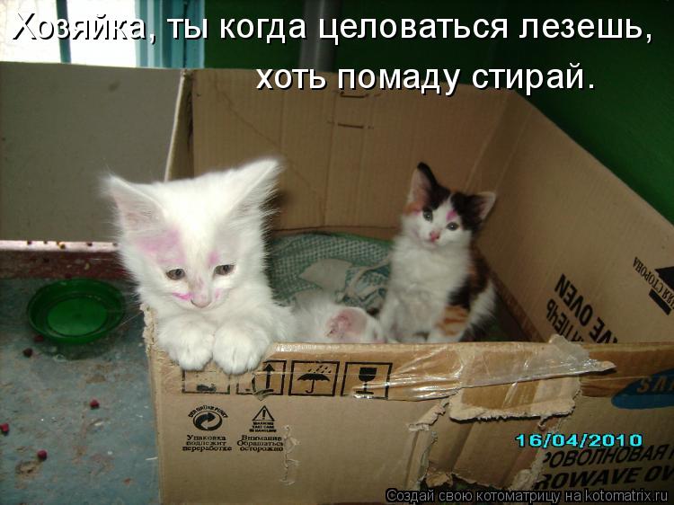 Котоматрица: Хозяйка, ты когда целоваться лезешь,  хоть помаду стирай.