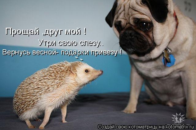 Котоматрица: - - Вернусь весной- подарки привезу ! Утри свою слезу.. Прощай ,друг мой !