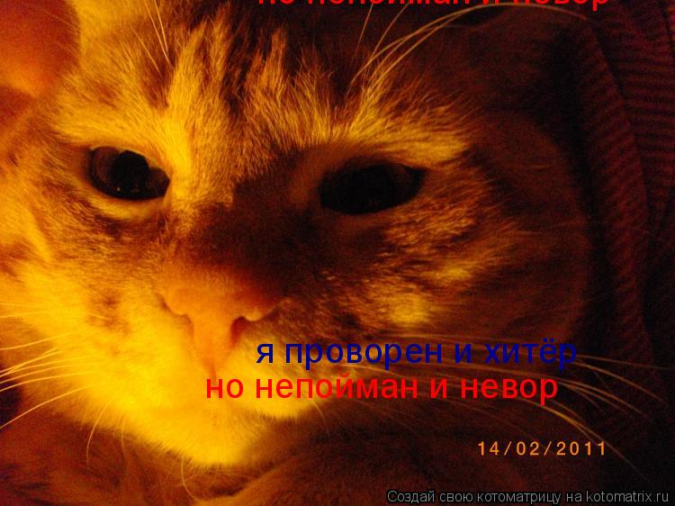 Котоматрица: я проворен и хитёр  но непойман и невор но непойман и невор