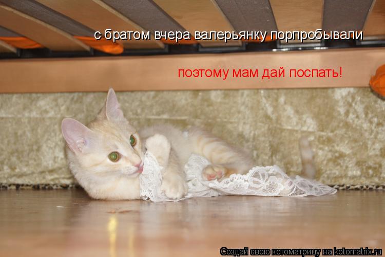 Котоматрица: с братом вчера валерьянку порпробывали поэтому мам дай поспать!