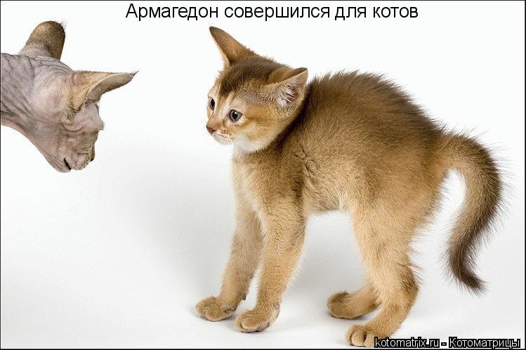 Котоматрица: Армагедон совершился для котов