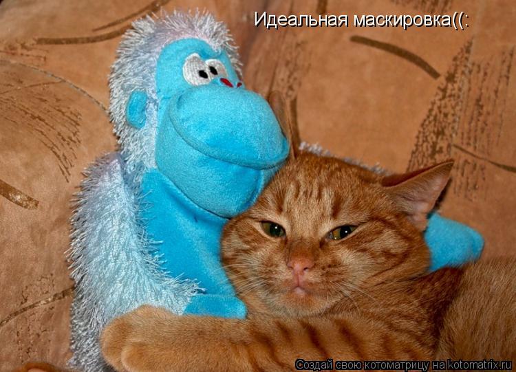 Котоматрица: Идеальная маскировка((: