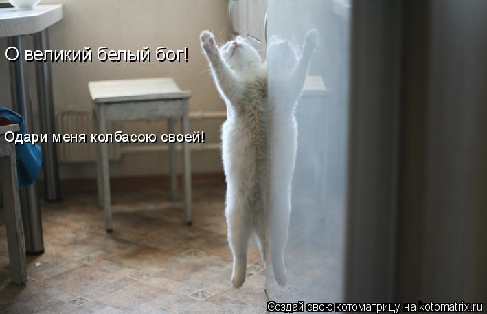 Котоматрица: О великий белый бог! Одари меня колбасою своей!