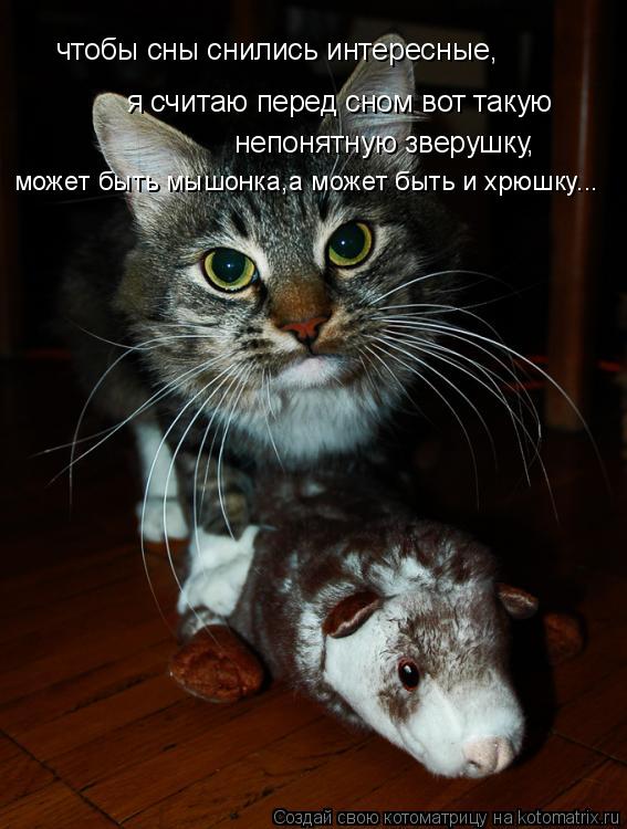 Котоматрица: чтобы сны снились интересные, я считаю перед сном вот такую непонятную зверушку я считаю перед сном вот такую непонятную зверушку, может бы