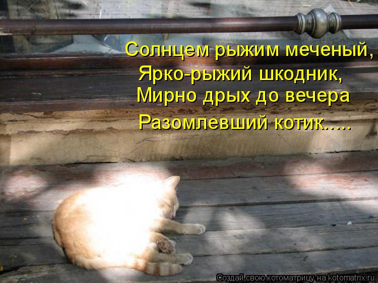 Котоматрица: Солнцем рыжим меченый, Ярко-рыжий шкодник, Мирно дрых до вечера Разомлевший котик.....