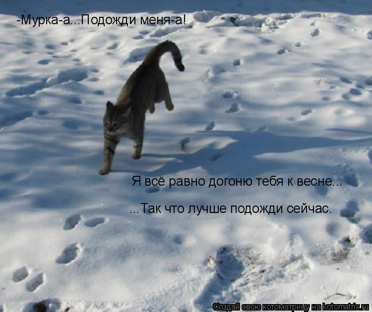 Котоматрица: -Мурка-а...Подожди меня-а! Я всё равно догоню тебя к весне... ...Так что лучше подожди сейчас.
