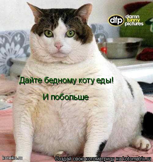 Котоматрица: Дайте бедному коту еды! И побольше