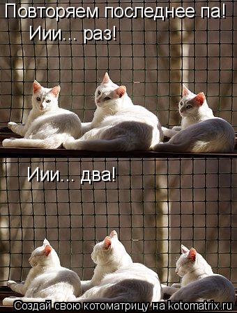 Котоматрица: Повторяем последнее па! Иии... раз! Иии... два!