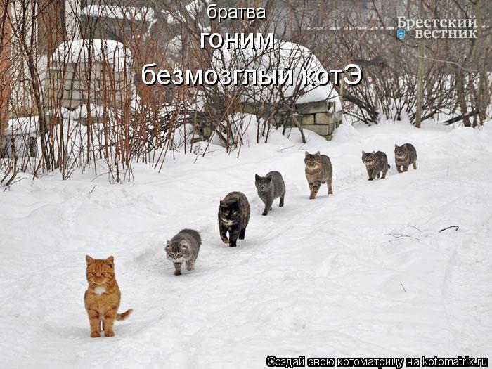 Котоматрица: братва гоним гони безмозглый котЭ