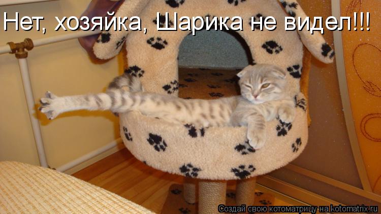 Котоматрица: Нет, хозяйка, Шарика не видел!!!