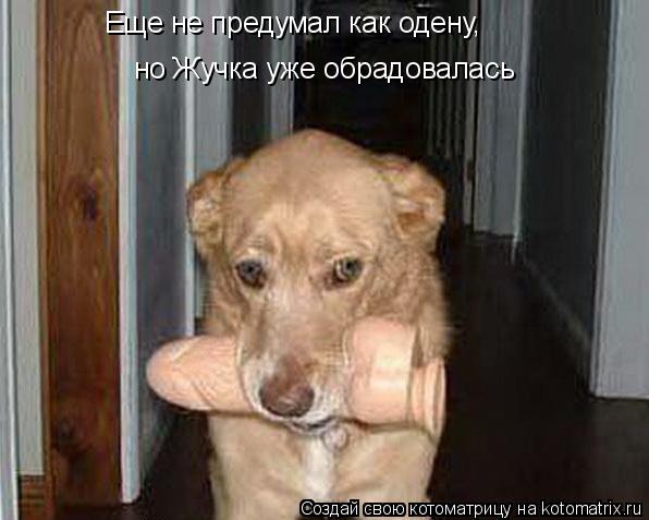 Котоматрица: Еще не предумал как одену, но Жучка уже обрадовалась