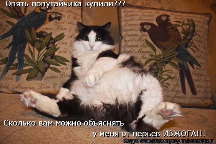 Опять попугайчика купили??? у меня от перьев ИЗЖОГА!!! Сколько вам можно объяснять-... Котоматрица: Опять попугайчика купили??? у меня от перьев ИЗЖОГА!!! Сколько вам можно объяснять-