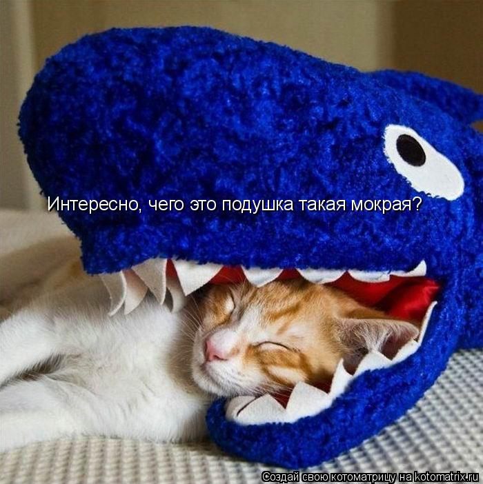 Котоматрица: Интересно, чего это подушка такая мокрая?