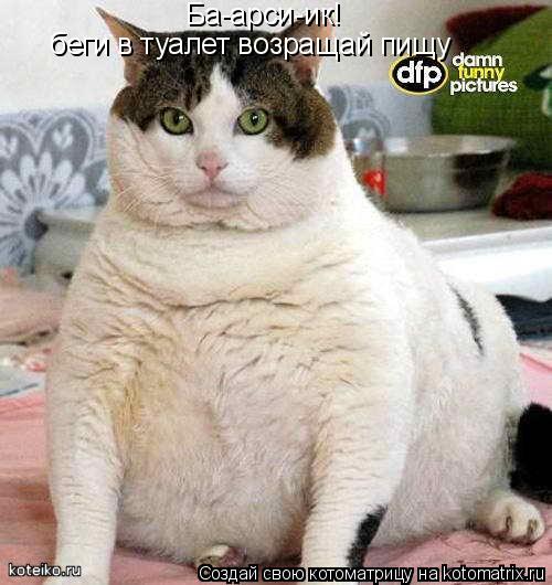 Котоматрица: Ба-арси-ик! беги в туалет возращай пищу