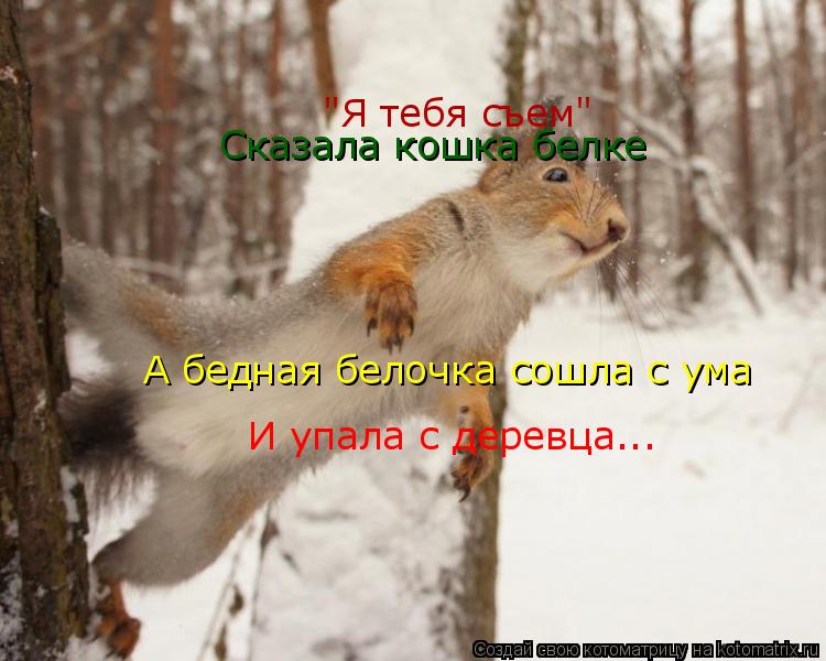 "Я тебя съем" Сказала кошка белке А бедная белочка сошла с ума И упала с деревца...... Котоматрица: "Я тебя съем" Сказала кошка белке А бедная белочка сошла с ума И упала с деревца...