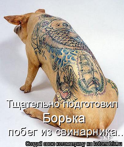 Котоматрица: Тщательно подготовил Борька побег из свинарника...